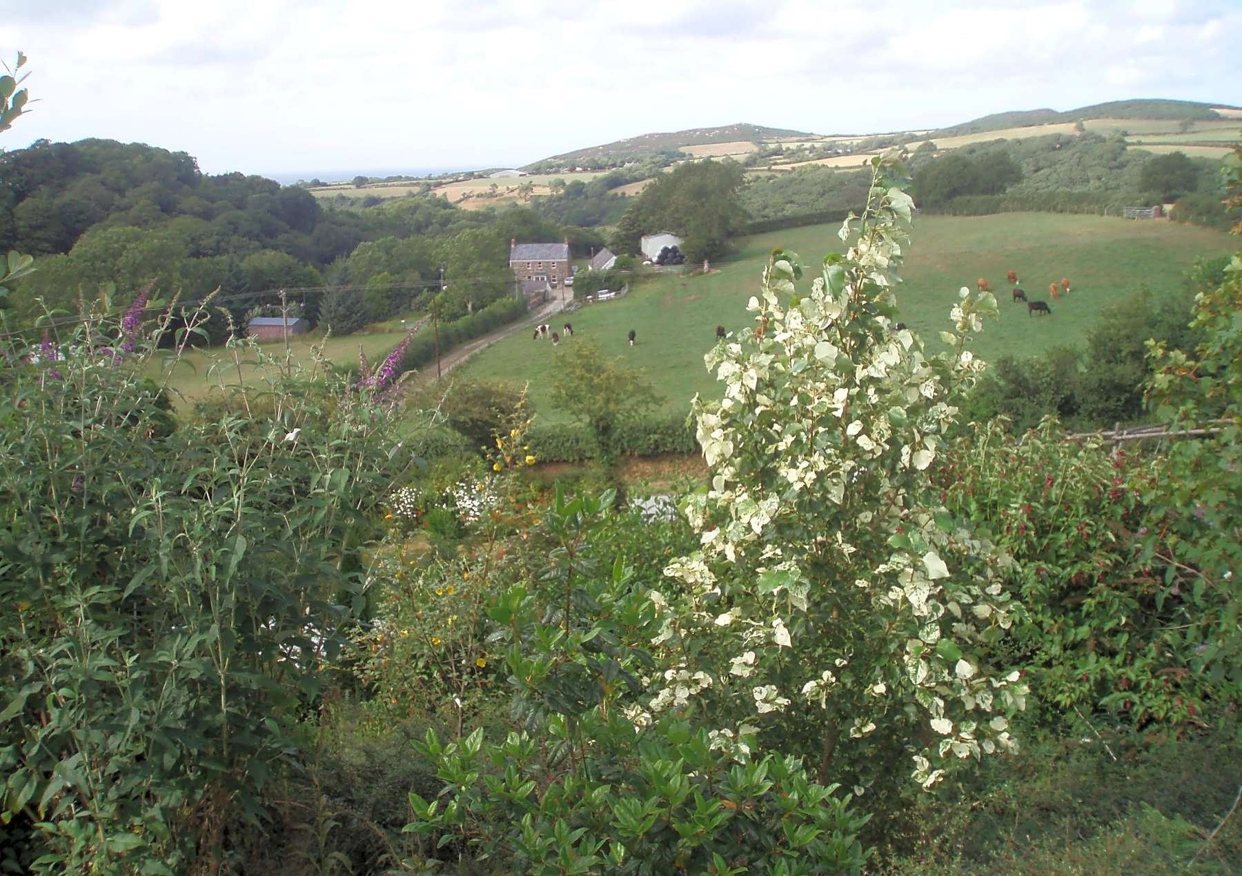 Cattle grazing in the valley fields below Gwaun Vale